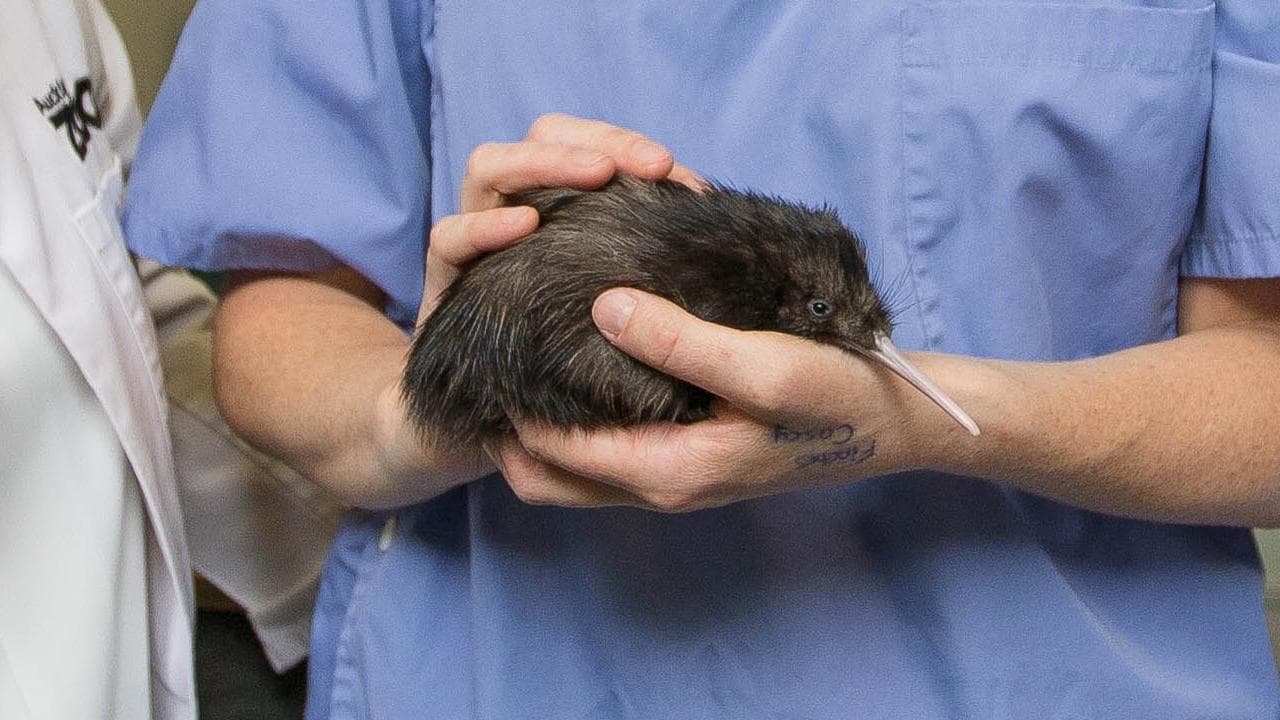 Kiwi bird