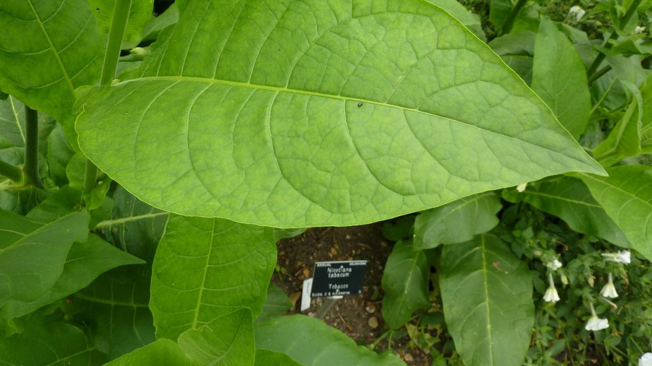A photo of a tobacco plant.