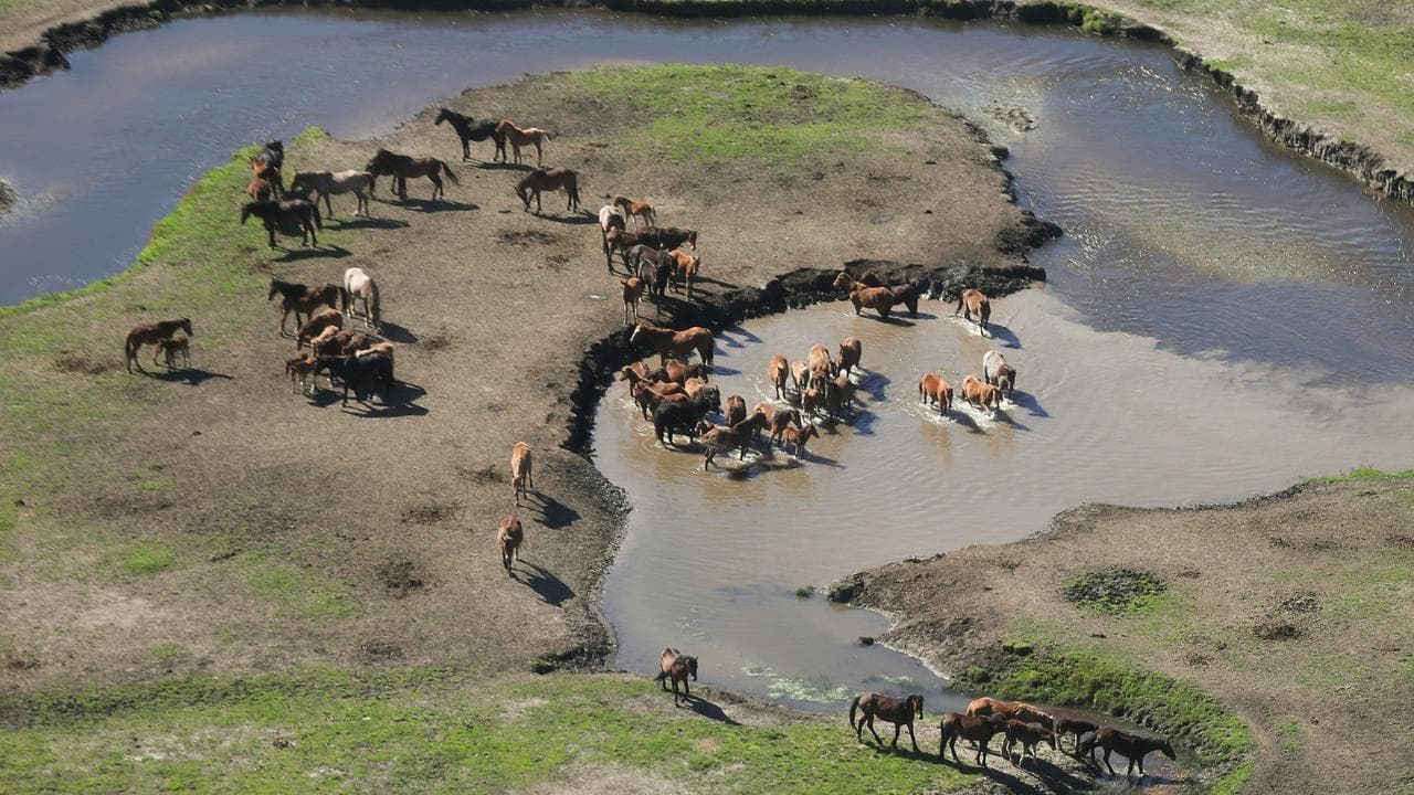 Brumbies are seen in the Kosciuszko National Park