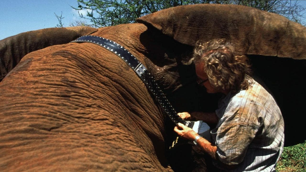 Iain Douglas-Hamilton fits a GPS beacon on a tranquilized elephant