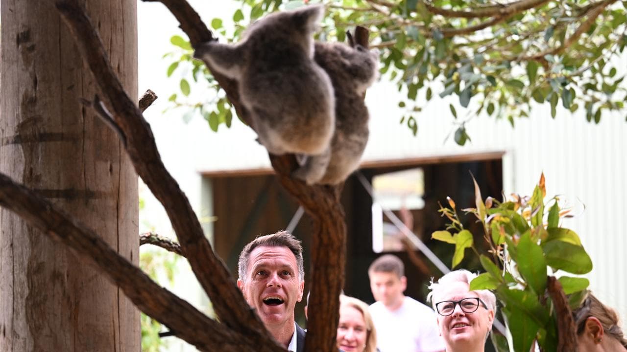 Chris Minns and Penny Sharpe with koalas
