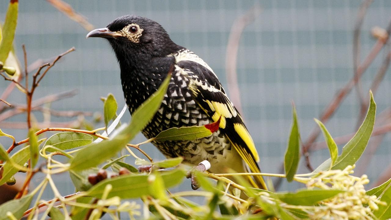 Australia Bird Returns