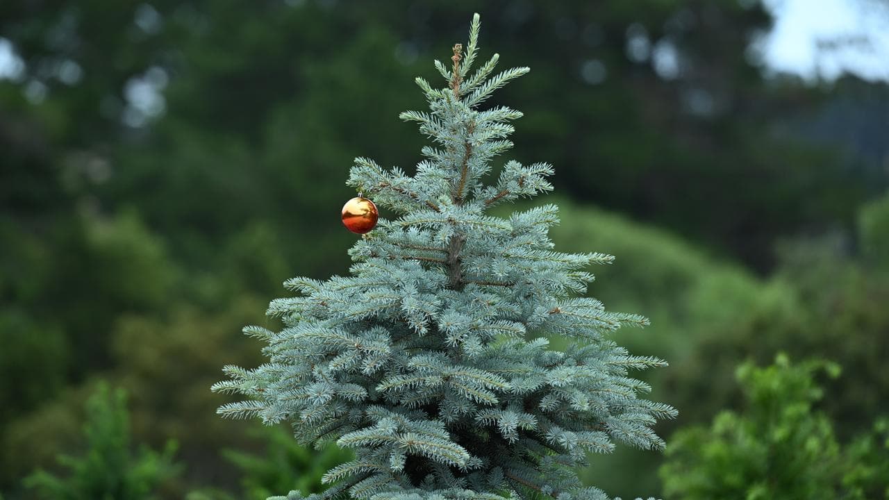 A Christmas tree