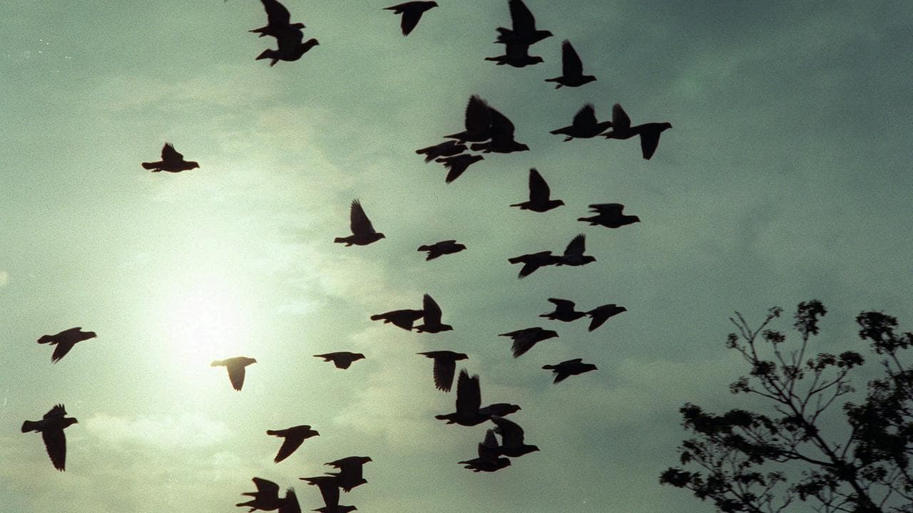 Racing pigeons (file image)