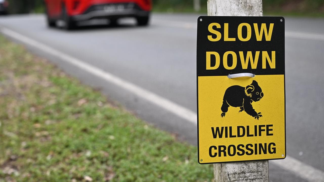 Koala crossing sign