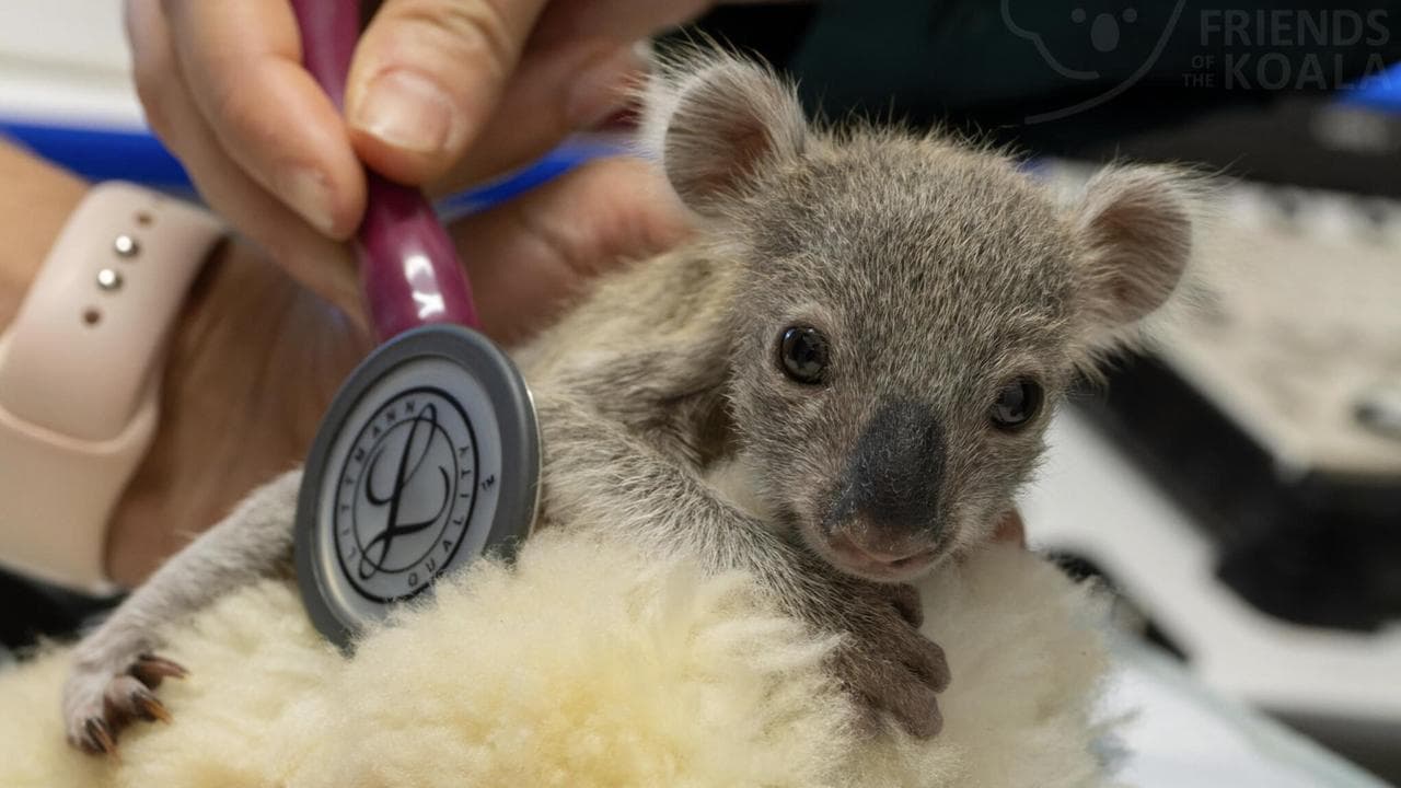 Injure koala joey