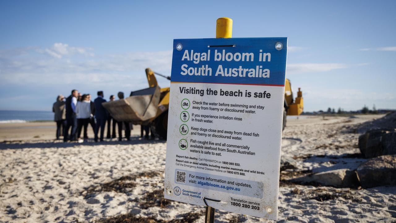 SA algal bloom