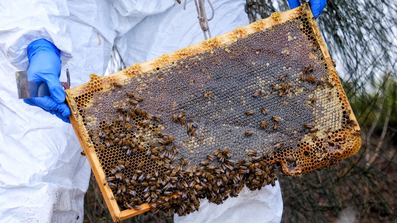 A biosecurity officer checks a beehive 