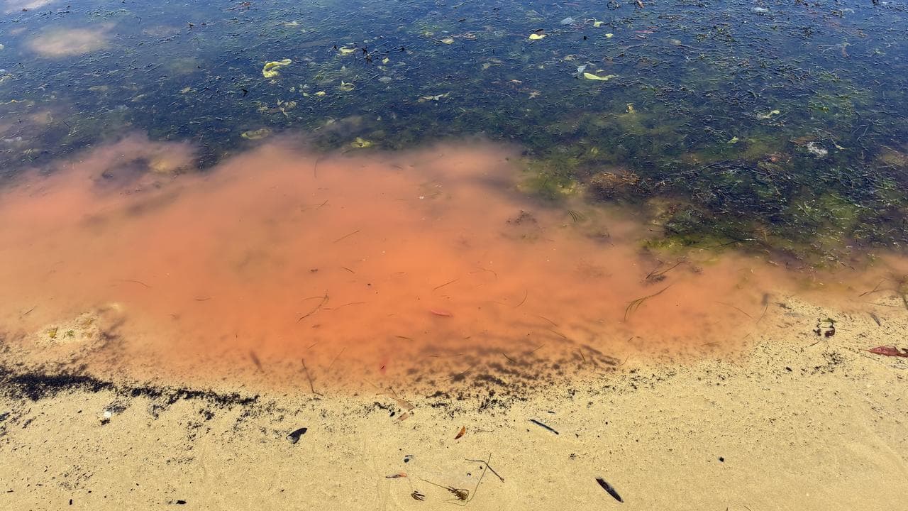 Noctiluca scintillans