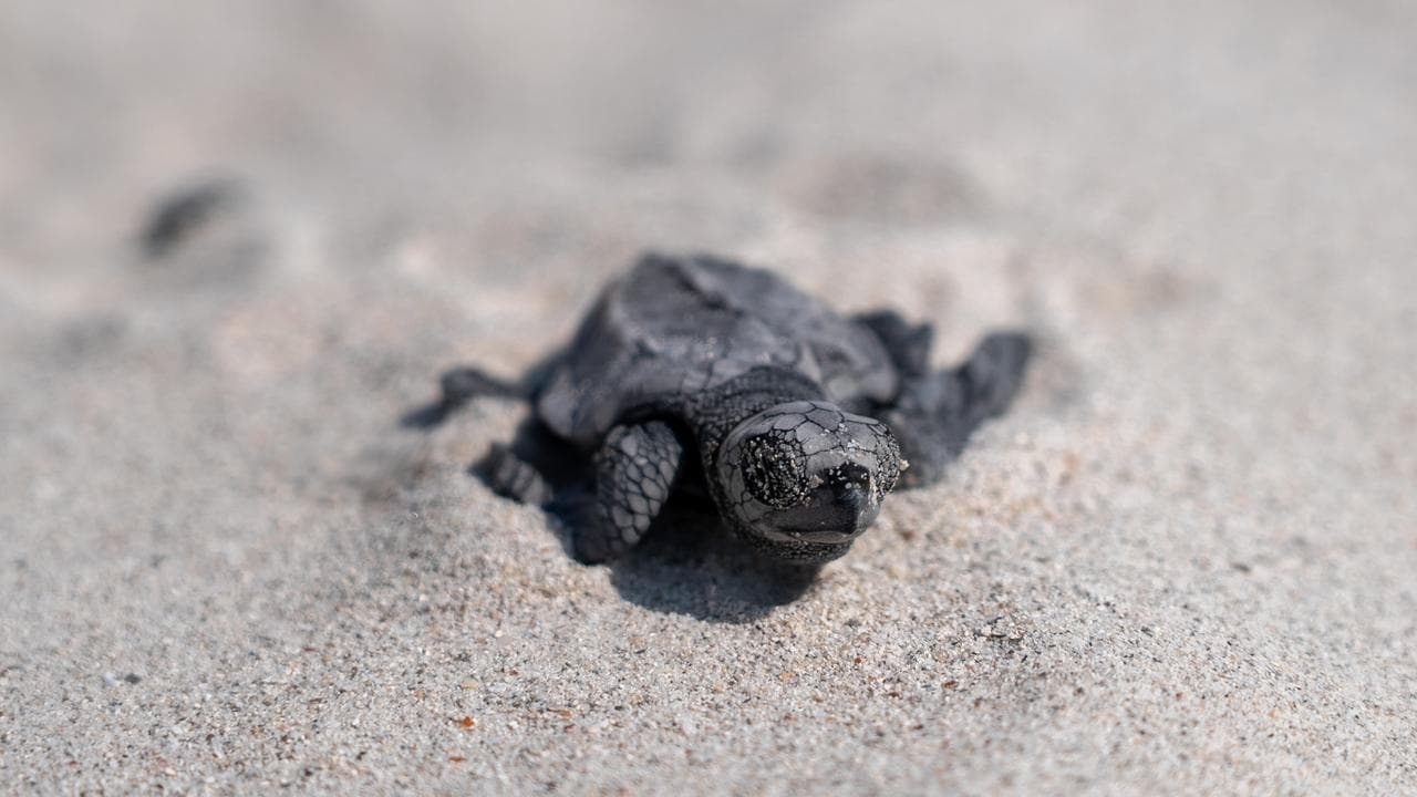 A turtle on the beach at Australia Bay on Martjanba Island