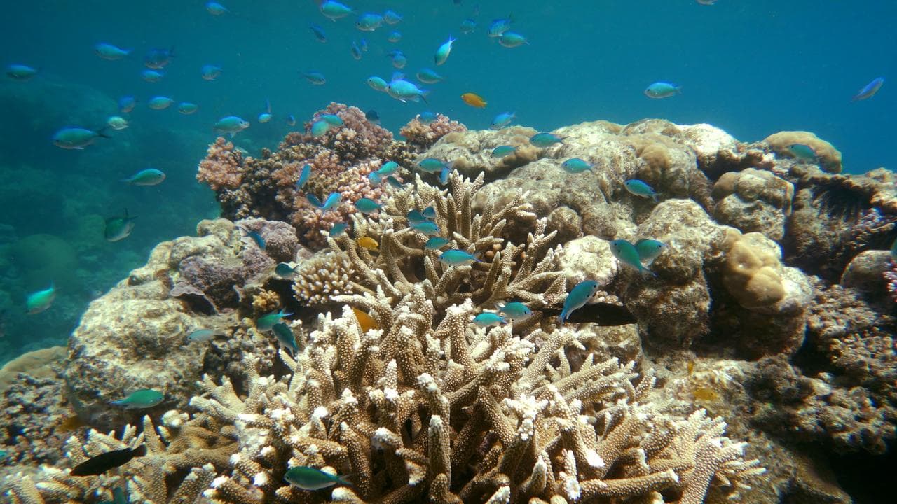 The Great Barrier Reef (file image)