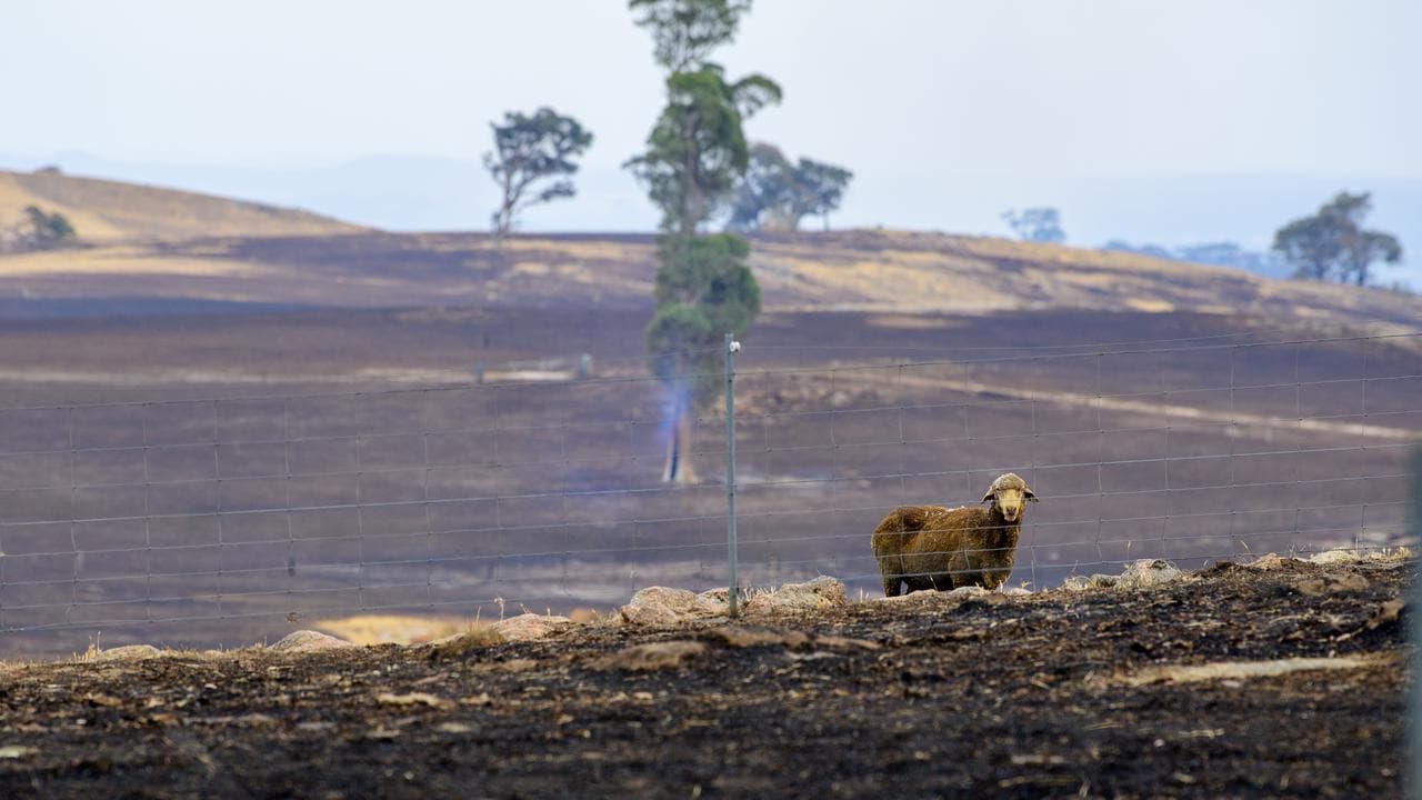 A blackened sheep stands in a burnt paddock in Upton Hill, Victoria