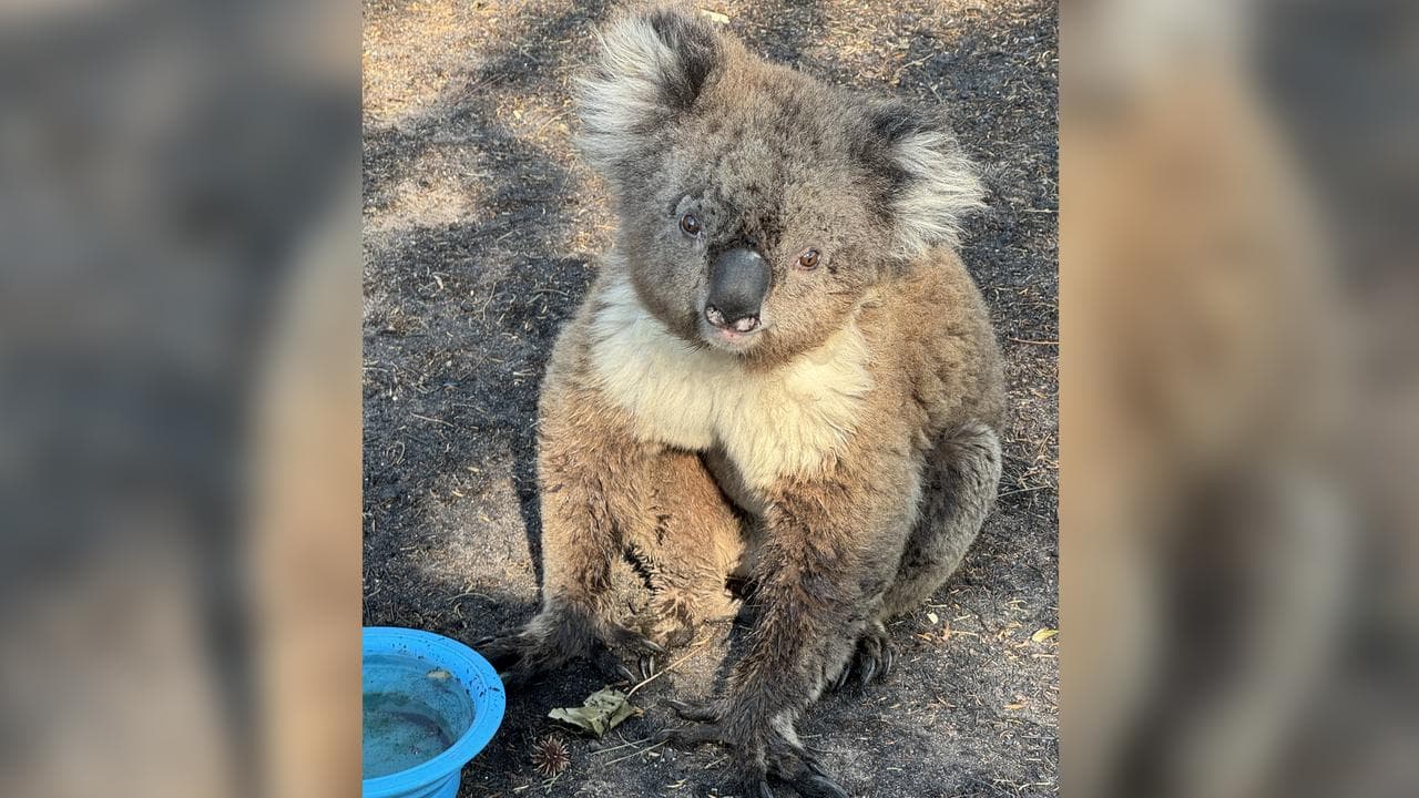 An injured koala (file image)