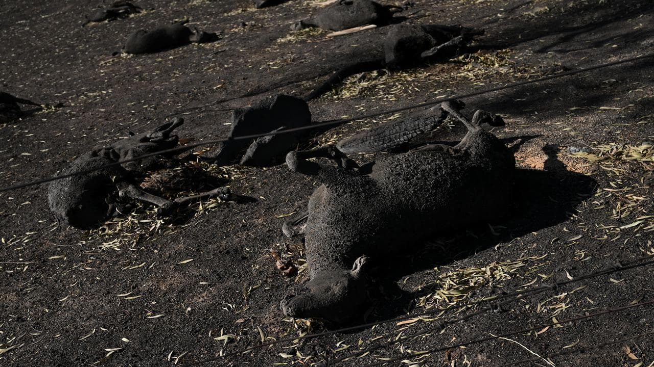 Dead sheep in a burnt out paddock