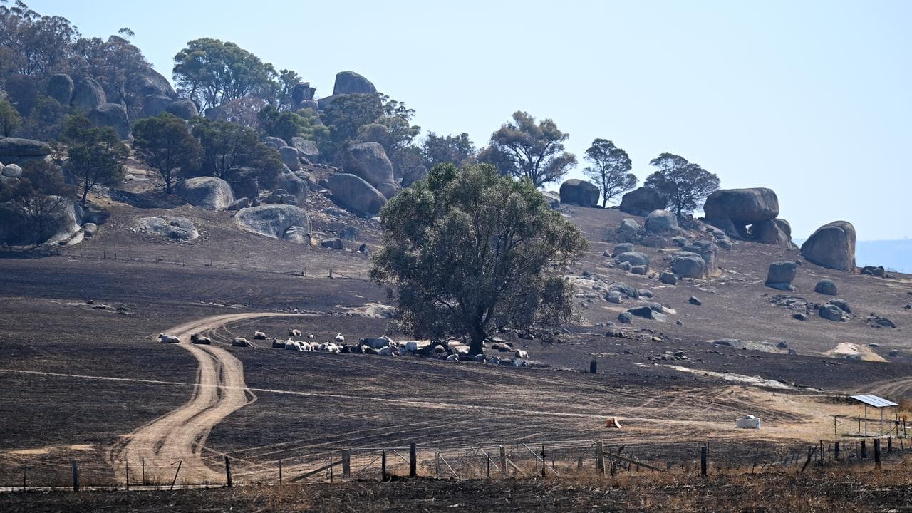 Burnt out land and cows