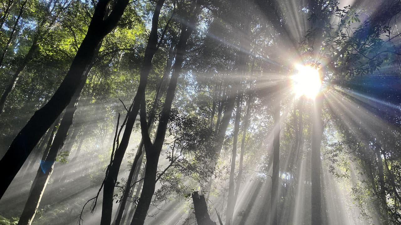 A photo of sun rays shine through the treetops.