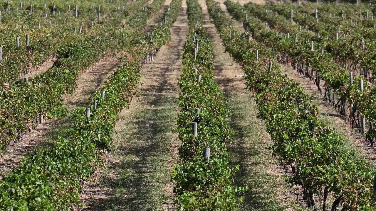 Vineyard (file)