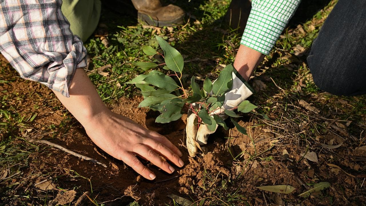 A close-up photo of two people's hands as they plant a tree.