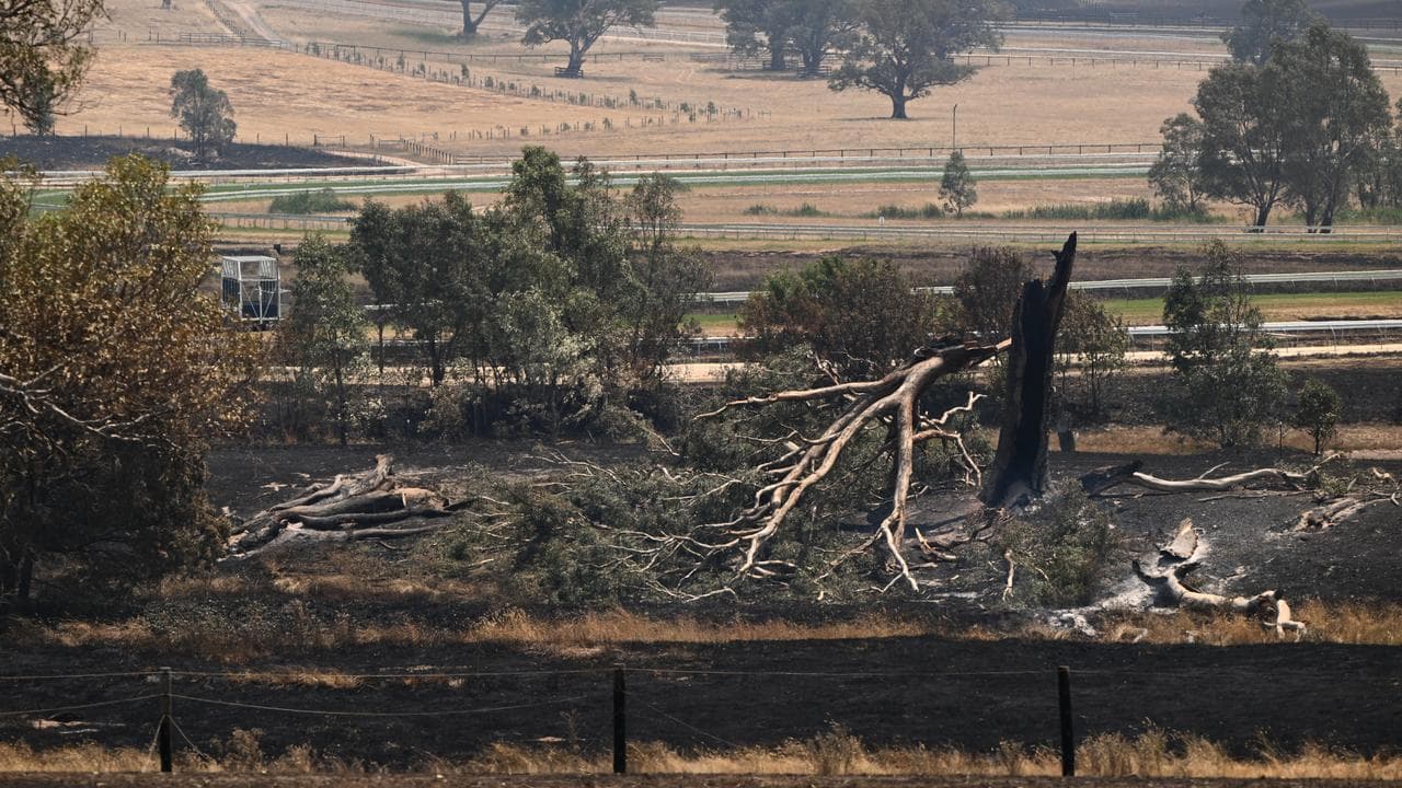 A photo of a burned tree.