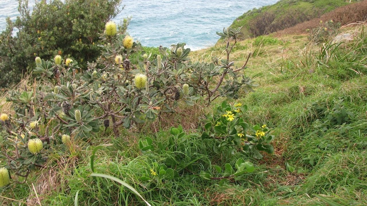 invasive weed bitou bush.