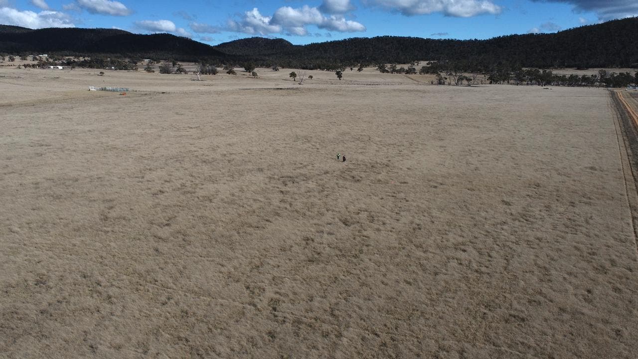 a paddock infested with the invasive weed African Lovegrass