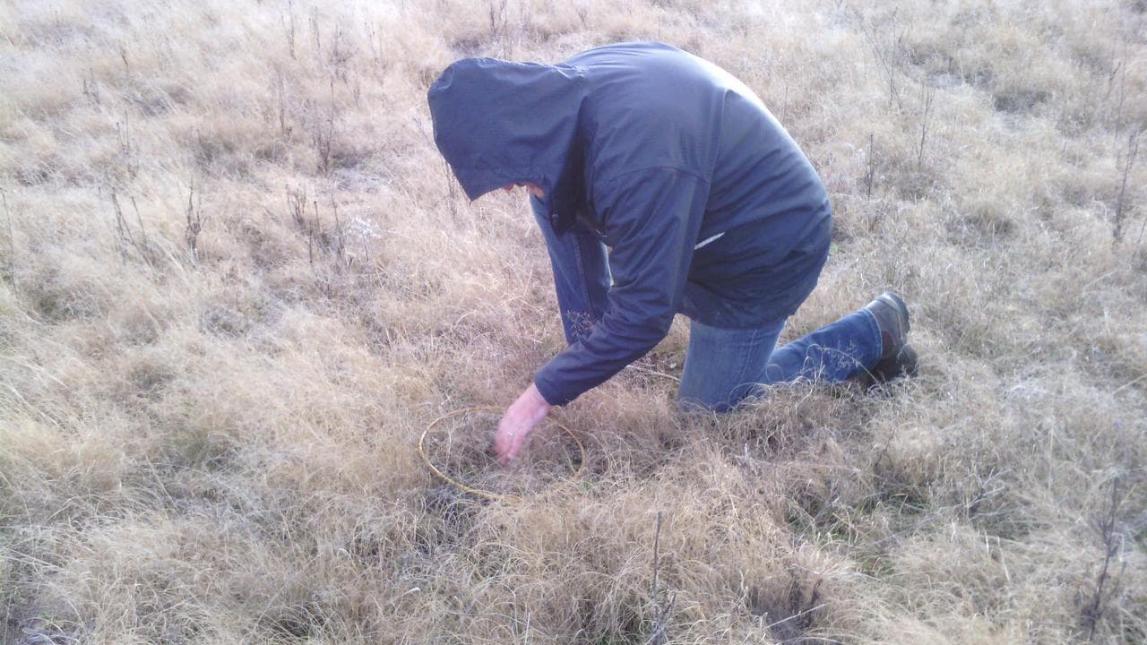 a researcher working in paddock infested with African lovegrass