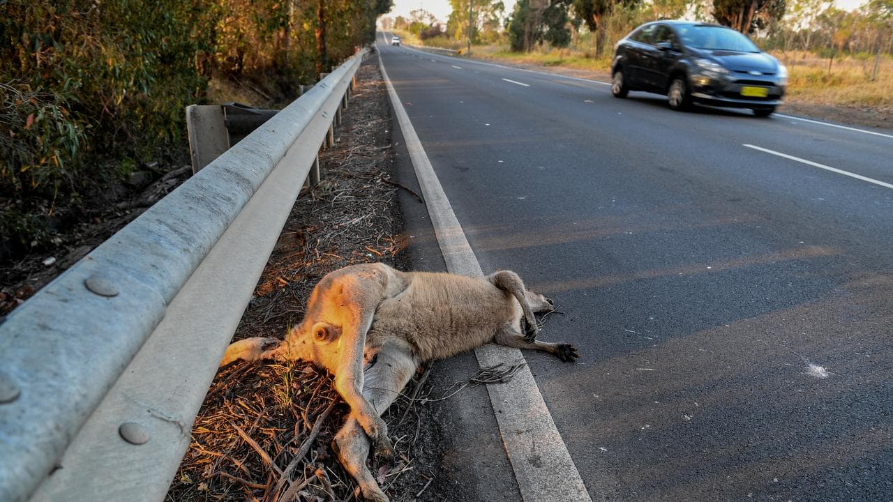 A dead kangaroo on the side of a road (file image)