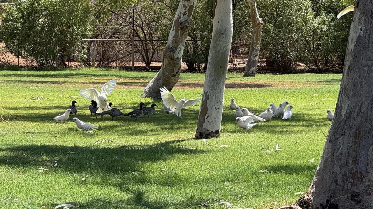 Corellas seeking shade in Thargomindah
