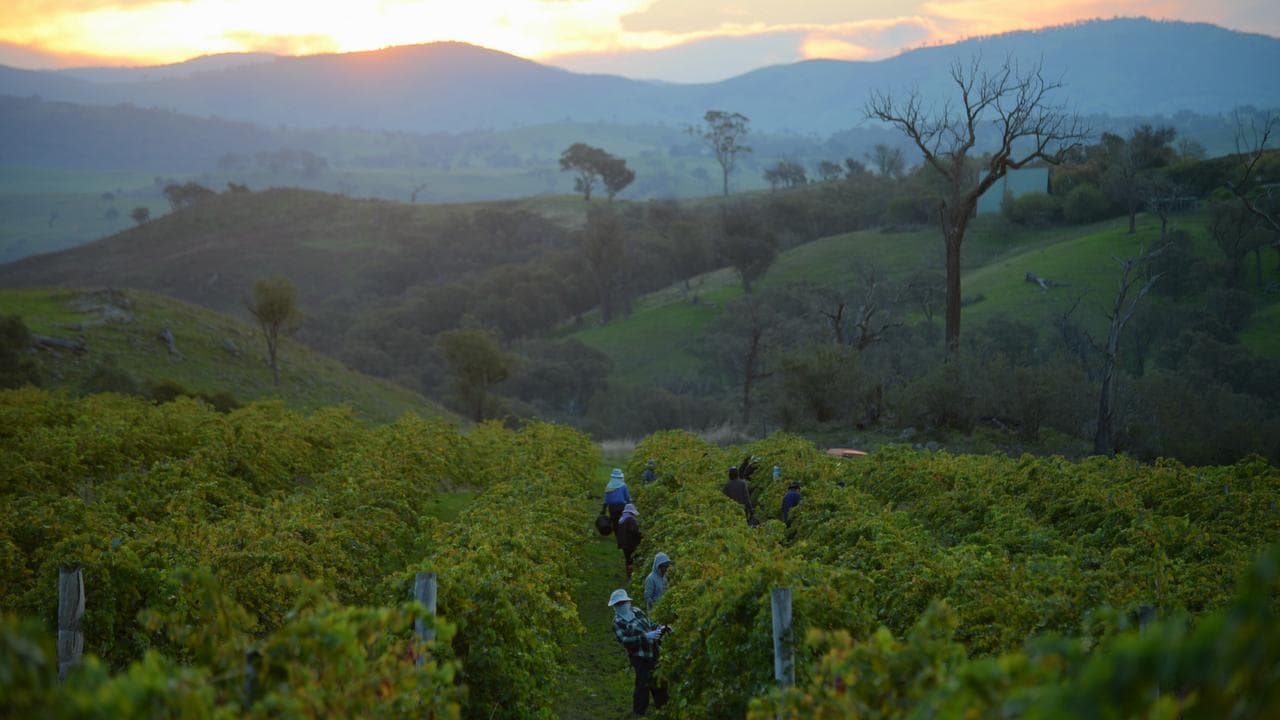 Wallaroo vineyard (file)