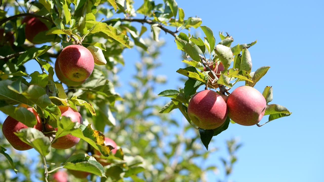An apple orchard in NSW (file)