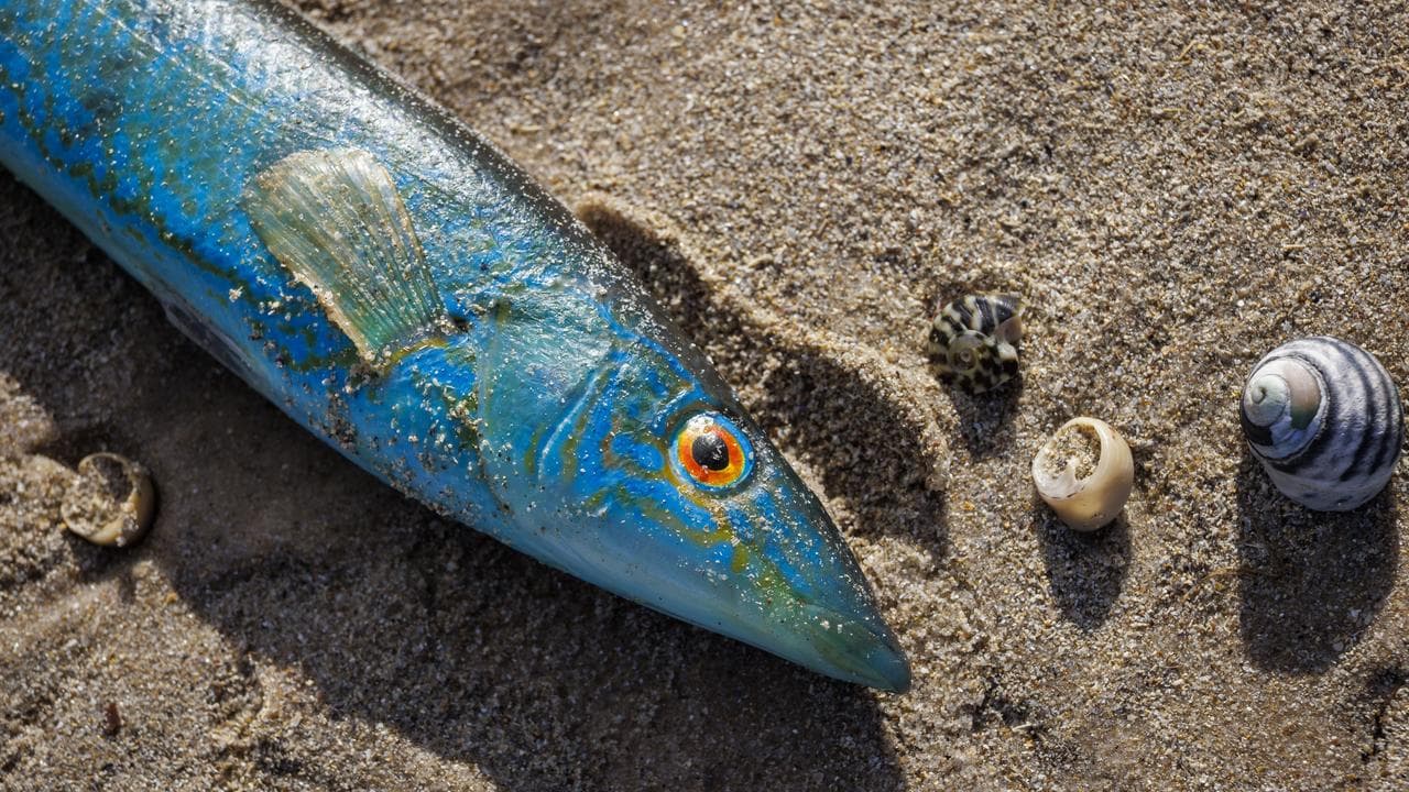 A file photo of a dead fish in Adelaide 