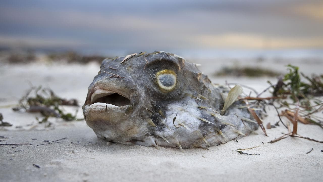 A file photo of a dead fish 