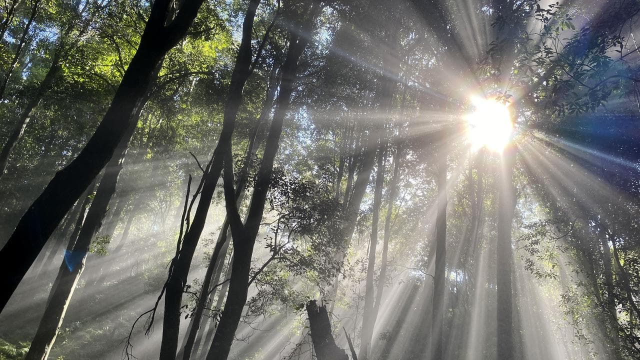 Sun rays shine through the treetops (file image)
