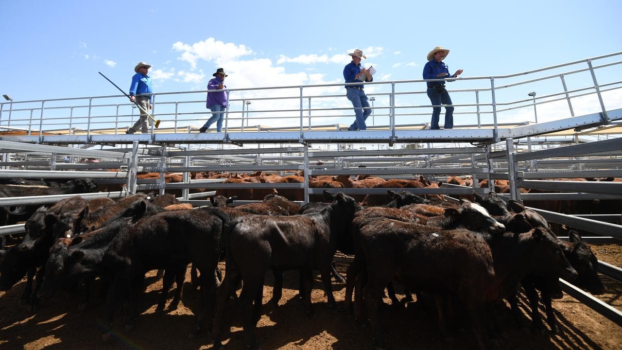 Cattle being auctioned at the Roma saleyards (file image)