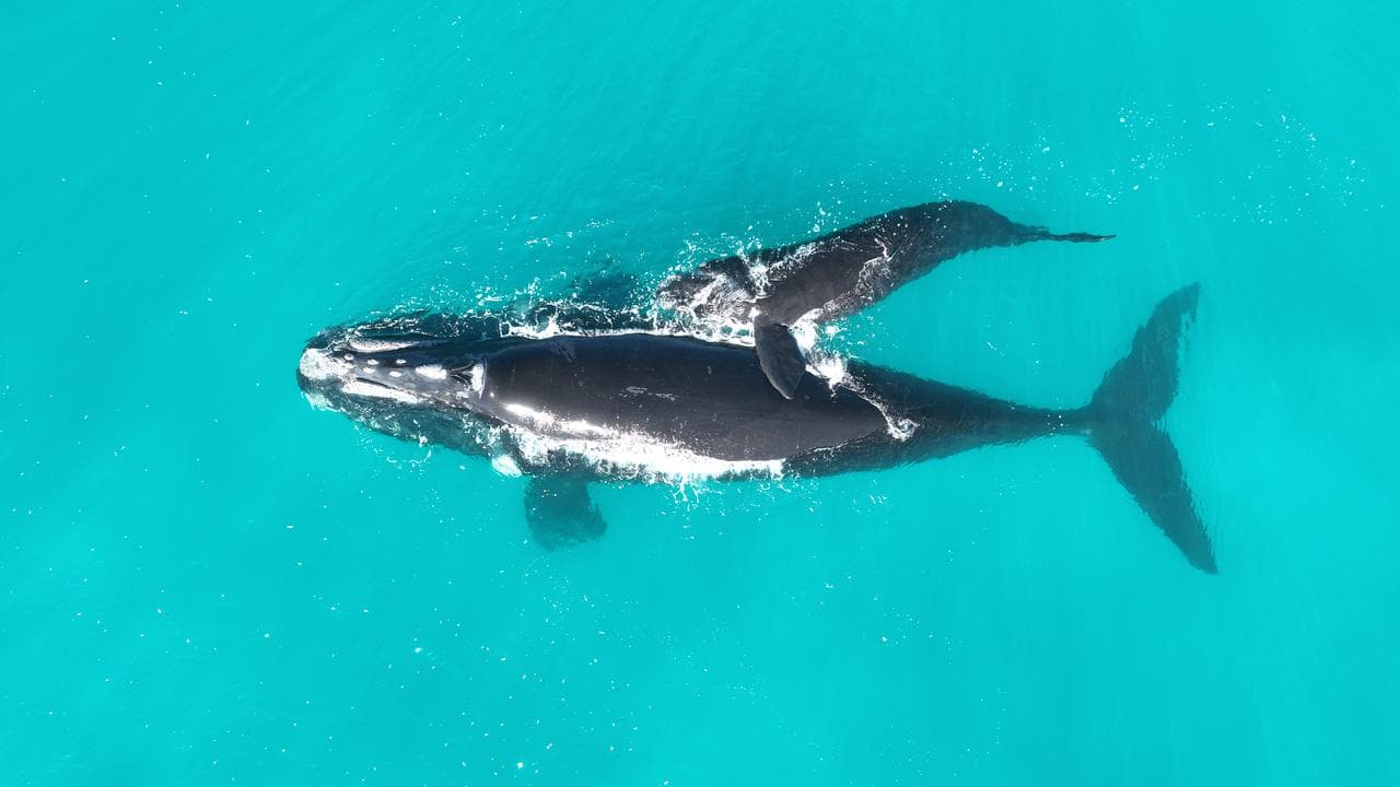 A southern right whale and calf