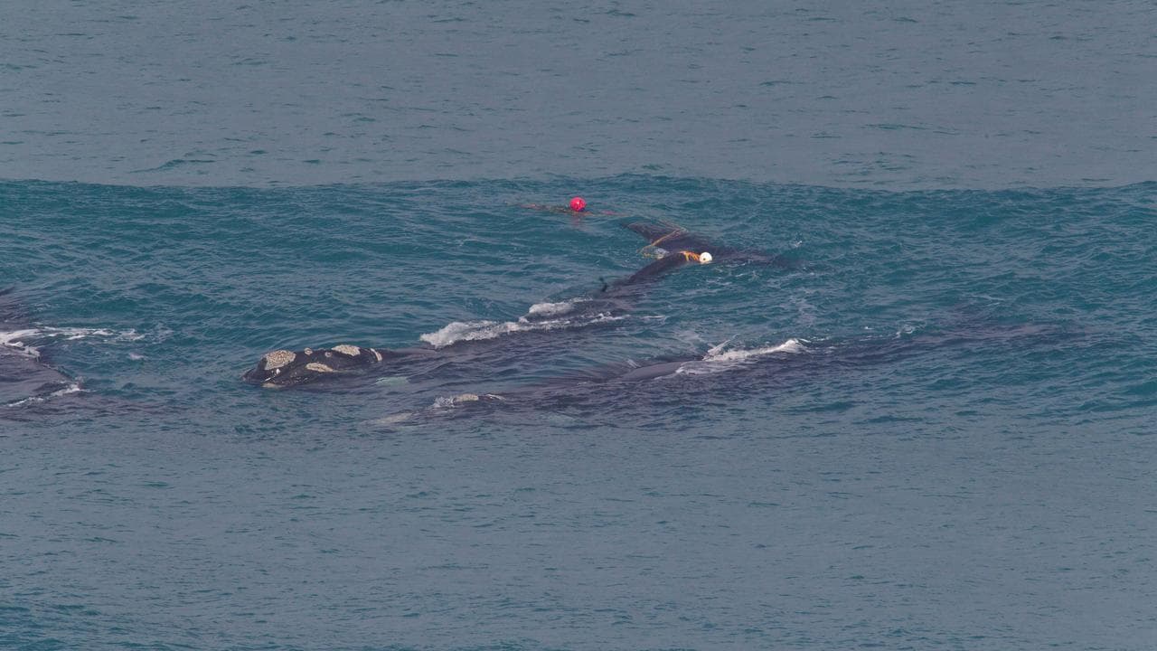 Southern right whales tangled in ropes (file image)