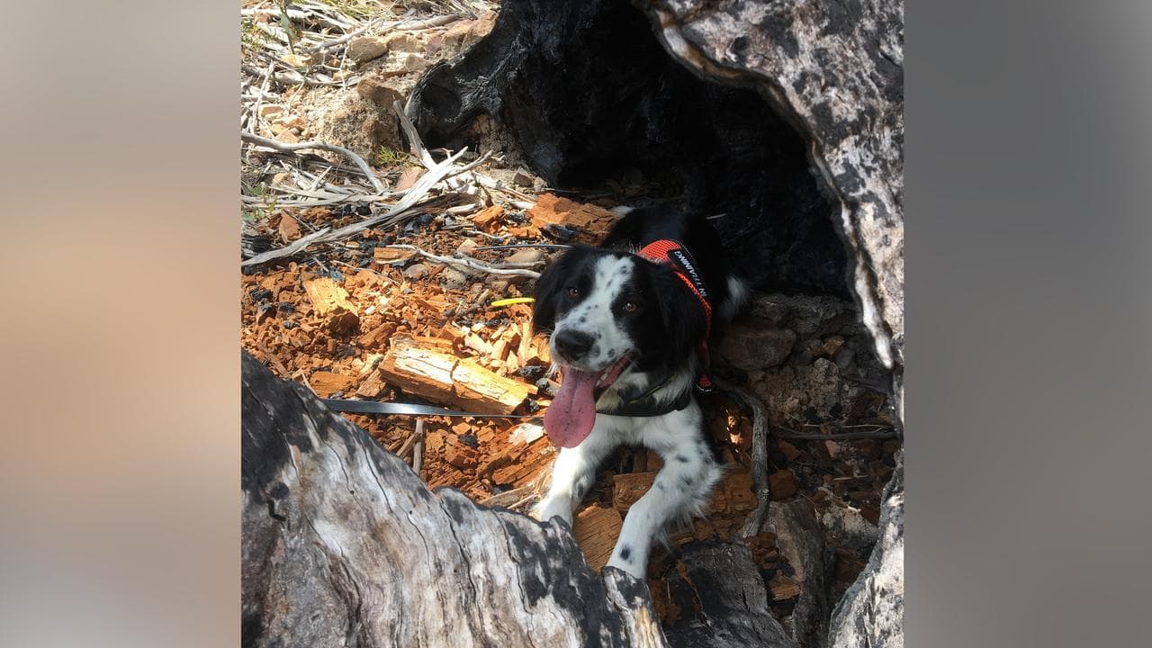 Border collie-springer spaniel conservation dog Zorro