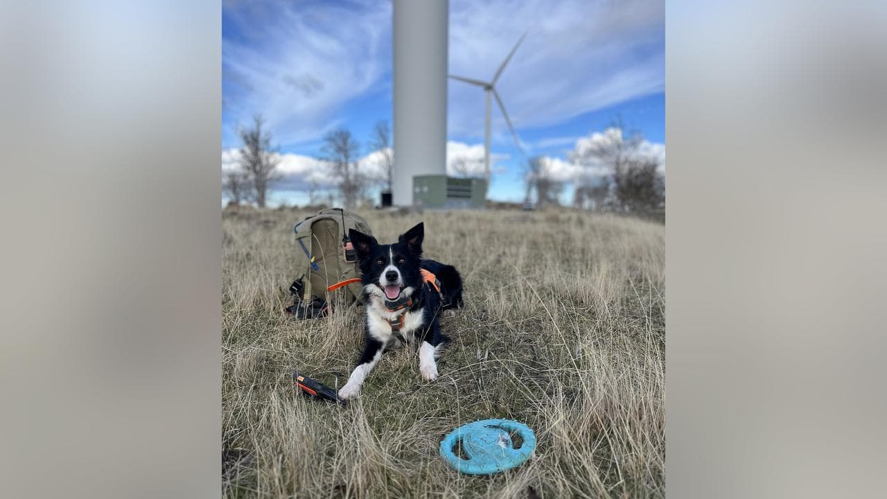 Border collie conservation dog Gromit