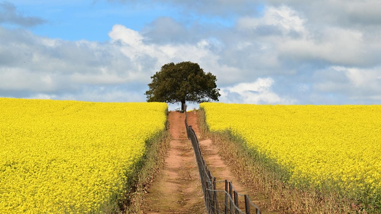 A field of canola crops (file image)
