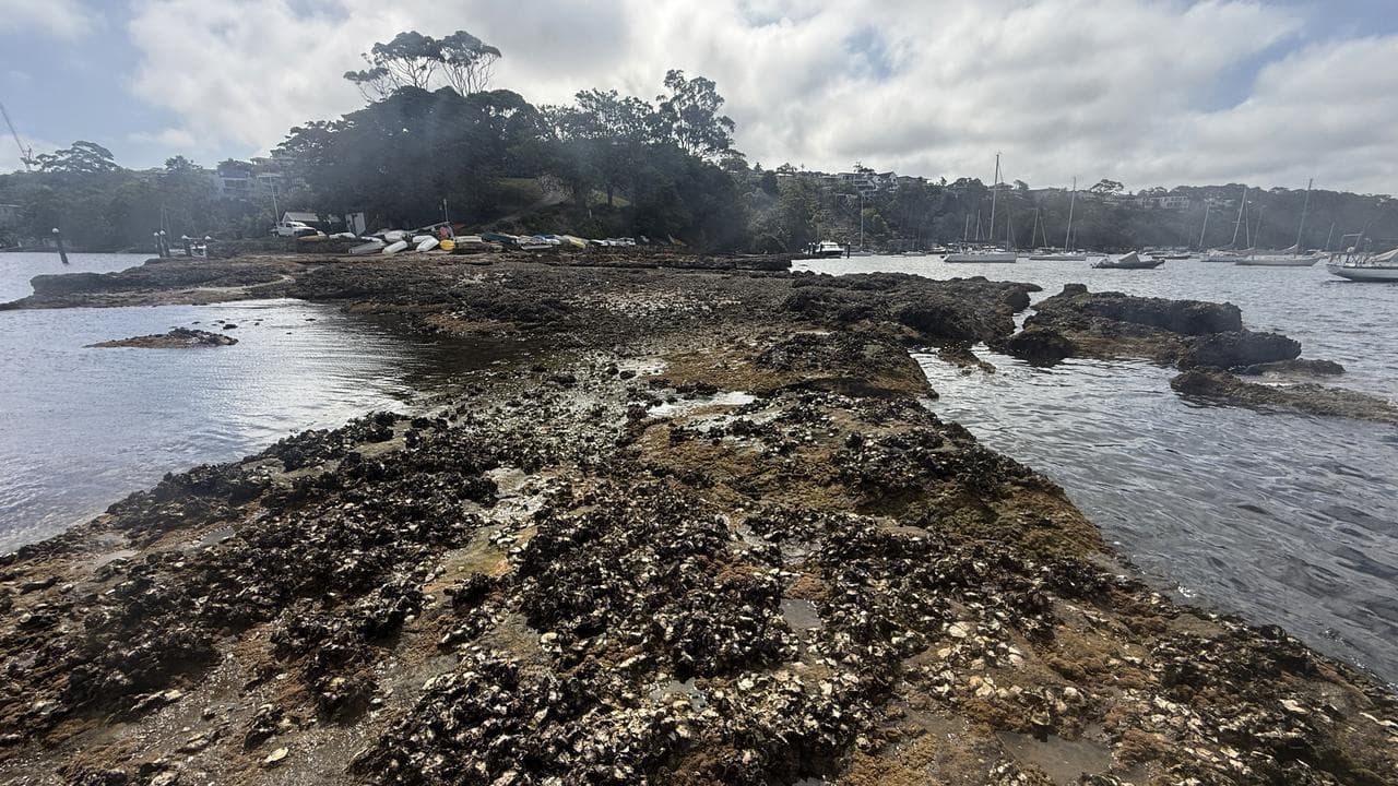 An oyster reef at Hallstrom Point in Middle Harbour, Sydney
