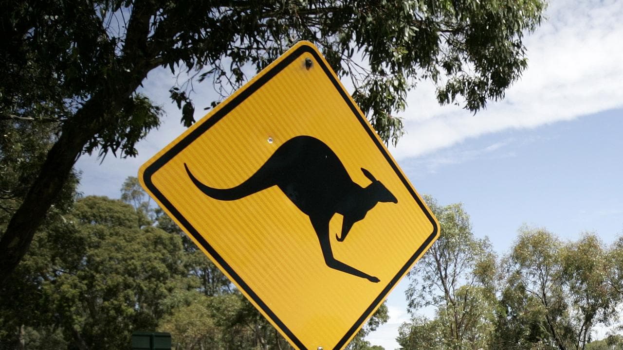 Kangaroo sign (file)