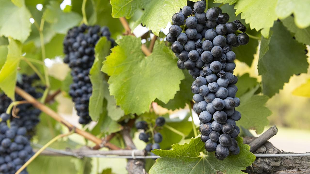 FARMER LAND TAX BILLS