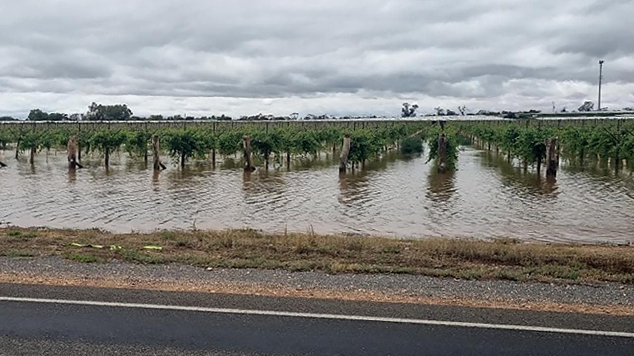 Flooding of vines at Mildura.