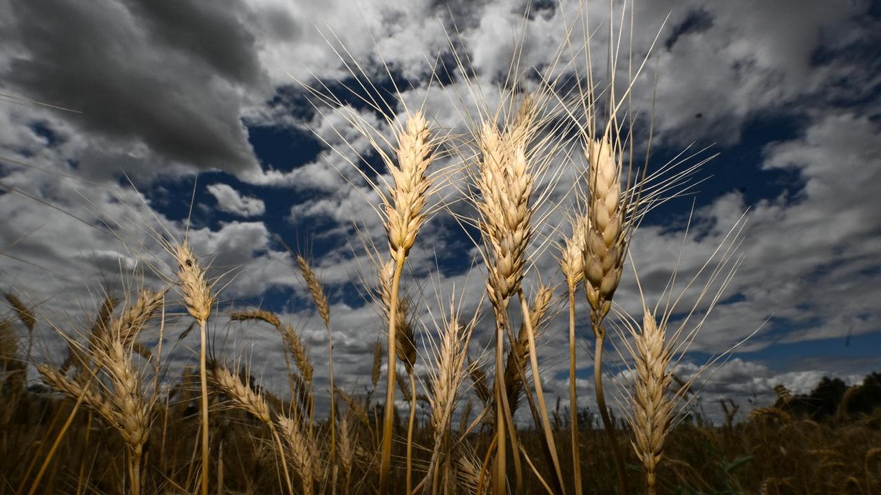 A file photo of wheat