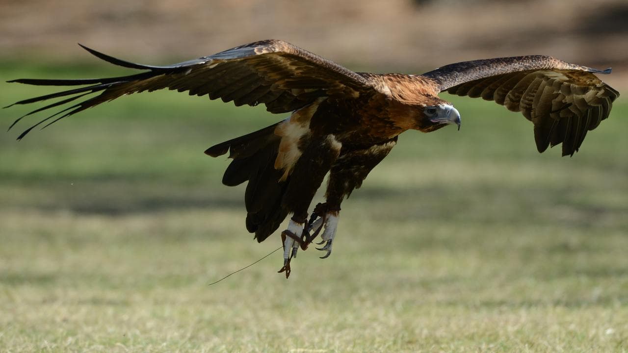wedge-tailed eagle
