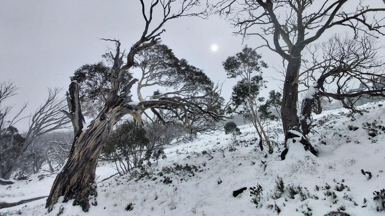 forests of the Australian Alps,