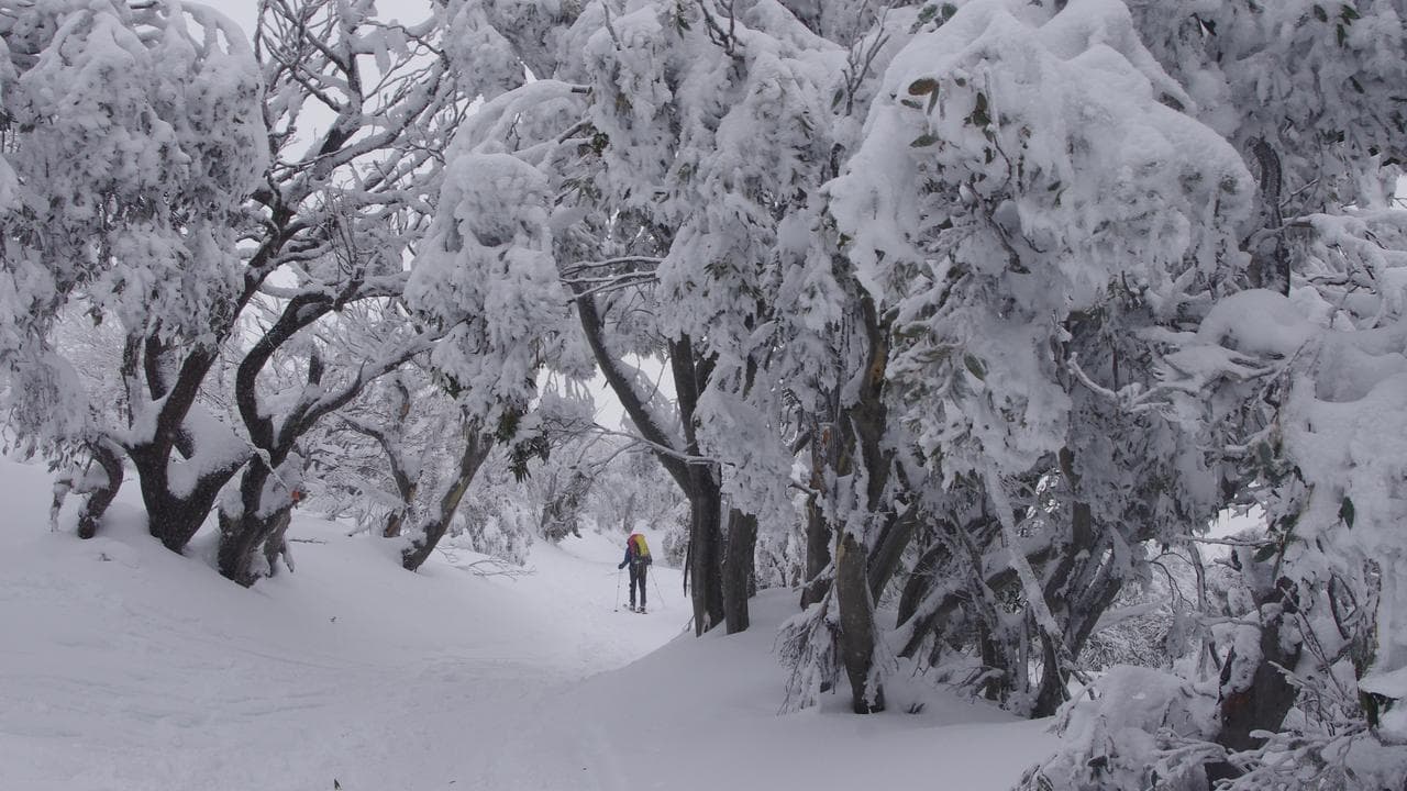 Snow gum trees