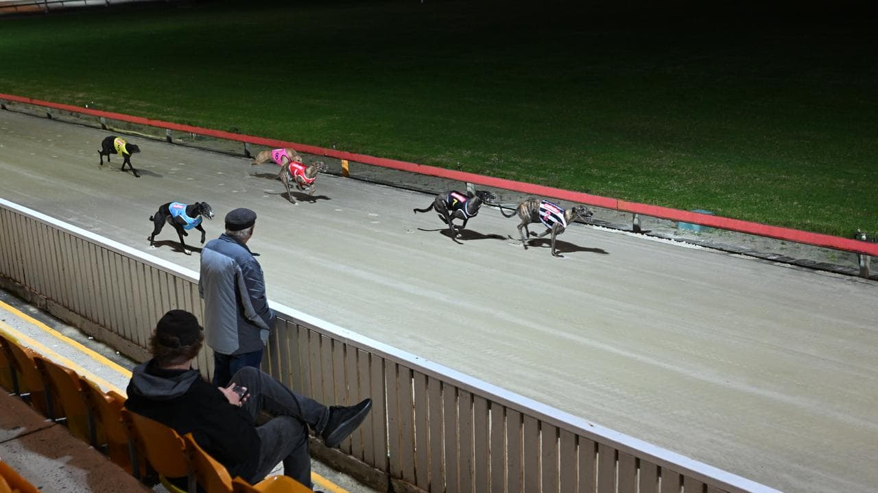 A file photo of greyhound racing