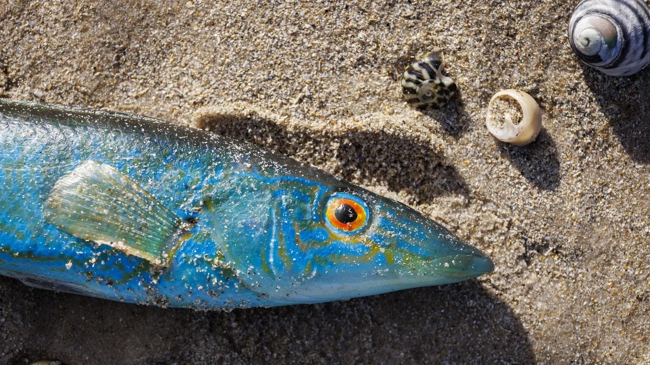Dead fish at Seacliff Beach in Adelaide (file image)