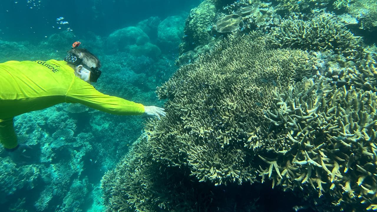 A marine biologist inspecting coral (file mage)